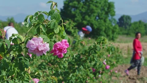 Defocus blur rose background of man picking  rose petals.   Video stock 121553587