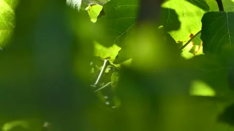 Defocus blurred green fig leaves Video stock 250560810