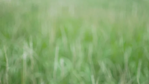 Defocus blurry grass flower moving with wind, for background and textured Stock Footage 131937049