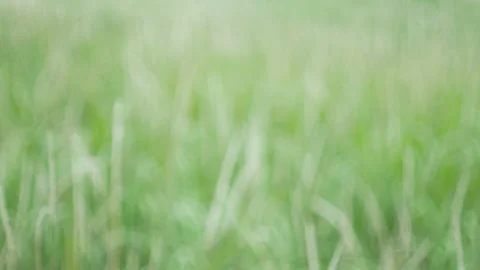 Defocus blurry grass flower moving with wind, for background and textured Stock Footage 131938221