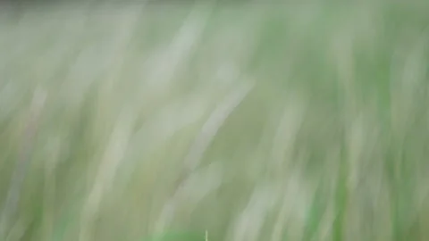 Defocus blurry grass flower moving with wind, for background and textured Stock Footage 131939709