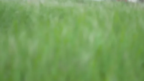 Defocus blurry grass flower moving with wind, for background and textured Stock Footage 131939871