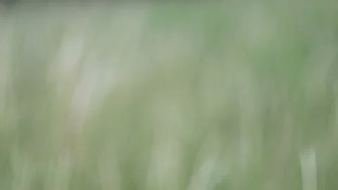 Defocus blurry grass flower moving with wind, for background and textured Stock Footage 131939920