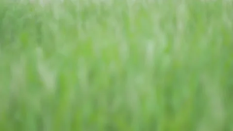 Defocus blurry grass flower moving with wind, for background and textured Stock Footage 131940499