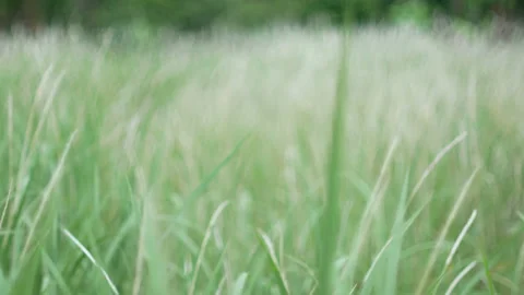 Defocus blurry grass flower moving with wind, for background and textured Video stock 131941071