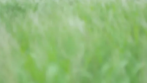 Defocus blurry grass flower moving with wind, for background and textured Stock Footage 131941360