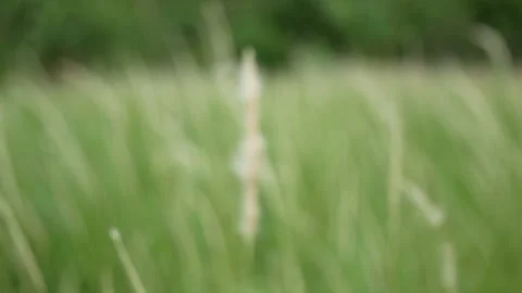 Defocus blurry grass flower moving with wind, for background and textured Stock Footage 131945457