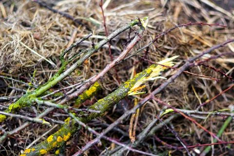 Defocus Broken branch in the forest. Harm to the environment. Spring cleaning Stock Photos