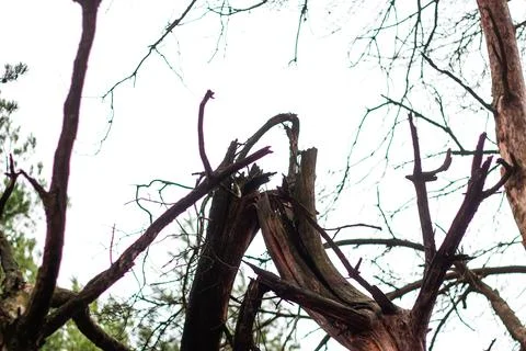 Defocus broken old pine tree after wind storm in forest. Old tree trunk and b Фото