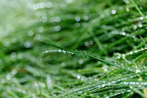 Defocus close up fresh thick grass with water drops in the morning background. Stock Photos