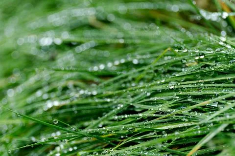 Defocus close up fresh thick grass with water drops in the morning background. Stock Photos
