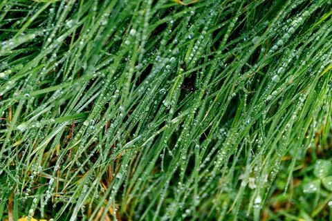 Defocus close up fresh thick grass with water drops in the morning background. Stock Photos