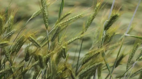 Defocus close-up a young wheat field and wind. Blurred juicy fresh ears of yo Stock Footage 159769960