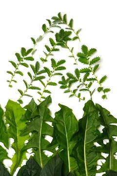 Defocus composition of different herbs. Vertical. Laid out in the shape of a  Stockfoto's