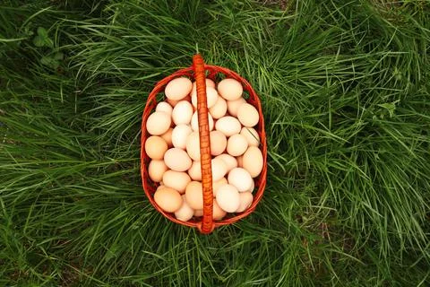 Defocus eggs in basket on grass background. Chicken eggs in wooden basket on  Stock Photos