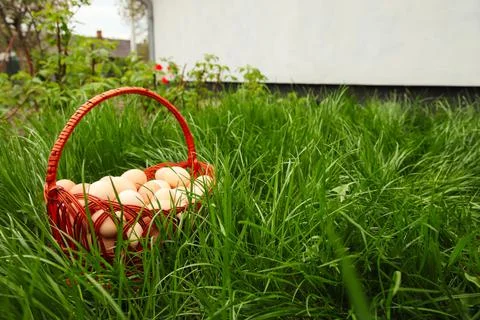 Defocus eggs in basket on grass background. Chicken eggs in wooden basket on  Stock Photos