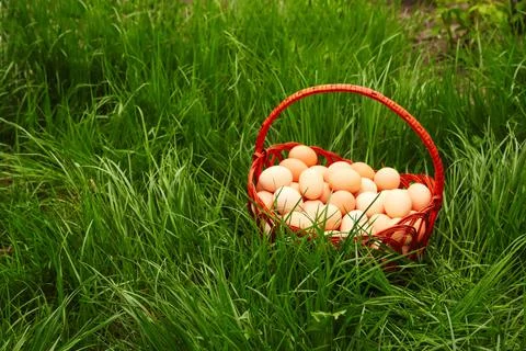 Defocus eggs in basket on grass background. Chicken eggs in wooden basket on  Stock Photos