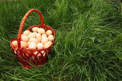 Defocus eggs in basket on grass background. Chicken eggs in wooden basket on 写真素材