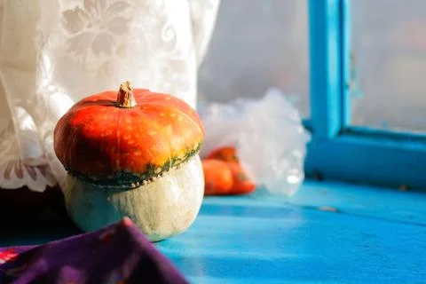 Defocus fall pumpkin. Close-up view of ripe Turban squash, also known as Turk Stock Photos