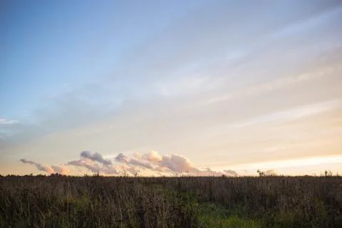 Defocus, field grass on evening sky background, sunset Stock Photos