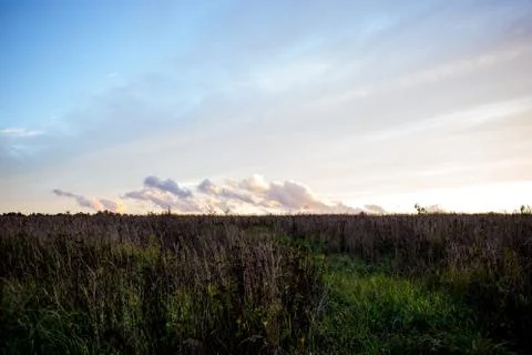Defocus, field grass on evening sky background, sunset Stock Photos