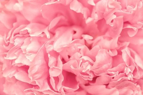 Defocus floral background Stock Photos