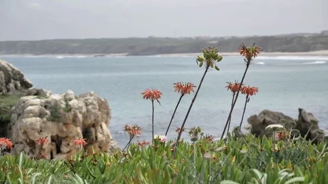 Defocus Flower Bay Ocean View 4k Stock Footage 77251036