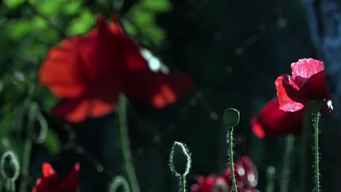 Defocus the frame.Bright background in poppy. 動画素材 97695018