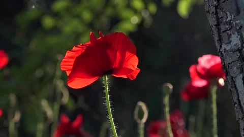 Defocus the frame.Contrast colors in poppy. Stock Footage