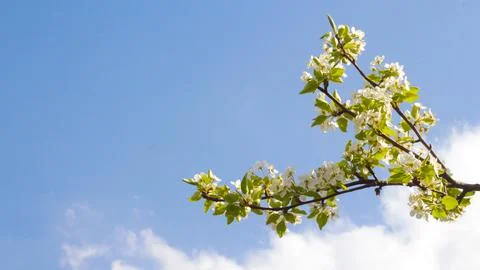 Defocus fresh spring branches of apple tree with flowers, natural floral seas Foto stock