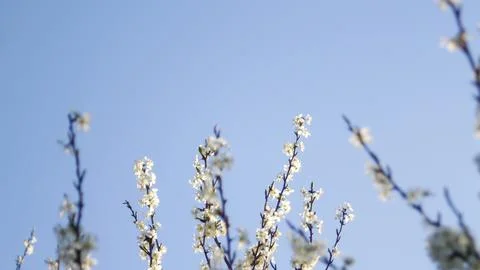 Defocus fresh spring branches of apple tree with flowers, natural floral se.. Stock Photos