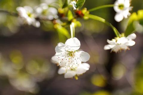 Defocus fresh spring branches of cherry tree with flowers, natural floral sea Stock Photos
