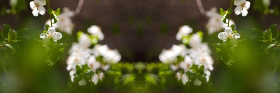 Defocus fresh spring branches of cherry tree with flowers, natural floral sea Stock Photos