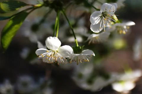 Defocus fresh spring branches of cherry tree with flowers, natural floral sea Stock Photos