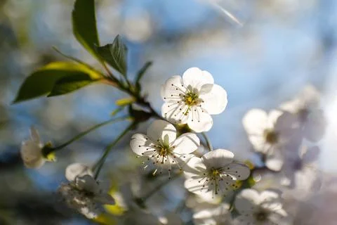 Defocus fresh spring branches of cherry tree with flowers, natural floral sea Stock Photos