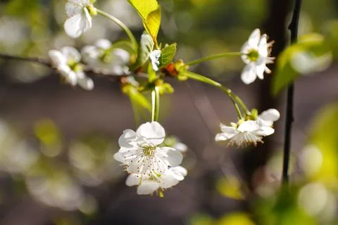 Defocus fresh spring branches of cherry tree with flowers, natural floral sea Stock Photos