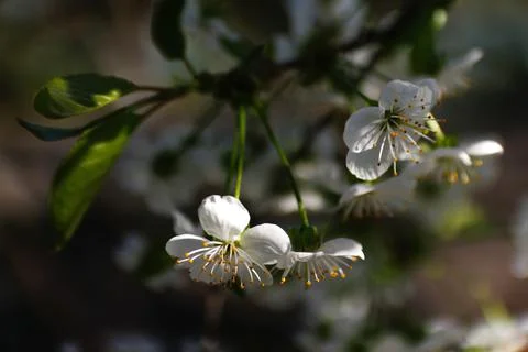 Defocus fresh spring branches of cherry tree with flowers, natural floral sea Stock Photos