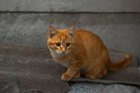 Defocus ginger scary kitten. Afraid cat. Grey blurred background. Outside o.. Stock Photos