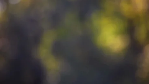 Defocus on green forest Stock Footage 110835911