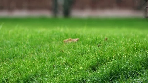 Defocus on green lawn during rain. With brown fence in background Stock Footage 87852689