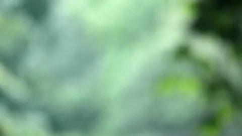 Defocus Green Leaves Bokeh Blurred Cinematic Background. Foliage Swaying Wind. Stock Footage 197851028