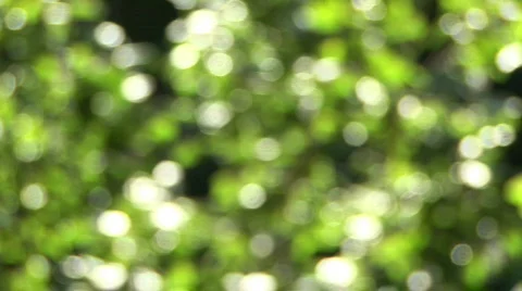 Defocus green leaves HD Vídeo Stock 447734