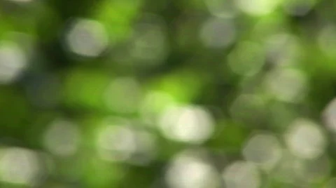 Defocus green leaves HD Stock Footage 447735