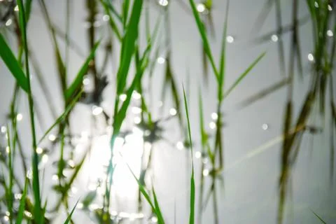 Defocus Green reed grass pattern reflecting in the water. Stock Photos