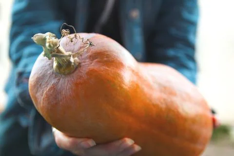Defocus hand holding pumpkin. Ripe orange long farmer eco-friendly pumpkins in 写真素材