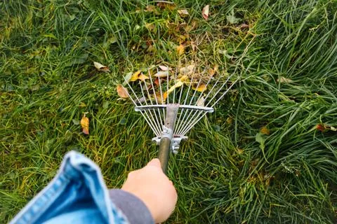 Defocus hand holding rake. Rake with fallen leaves at autumn. Gardening during Фото