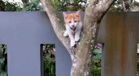 Defocus of kitten learning to climb a tree Stock Footage 233581219