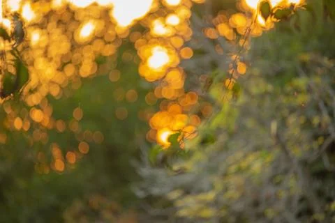 Defocus light background blurred nature at sunset. Natural background blurr.. Stock Photos