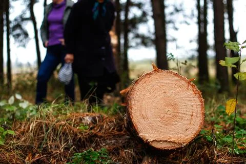 Defocus log of pine tree in autumn forest. Saw cur wood. Saw cut of a large p Stock Photos