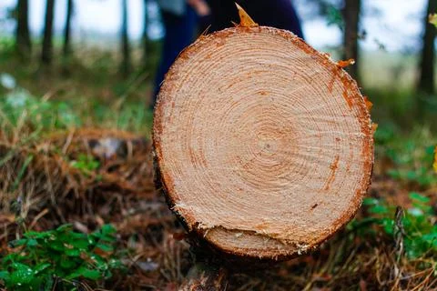 Defocus log of pine tree in autumn forest. Saw cur wood. Saw cut of a large p Stock Photos